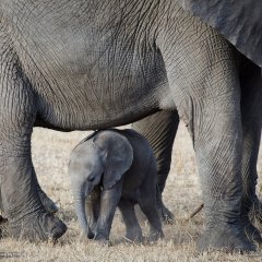 Elephants, Serengeti