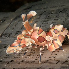 Harlequin Shrimp, Indonesia