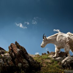 Mountain Goat, Colorado