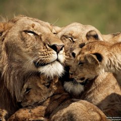 Lions and Cubs, Kenya