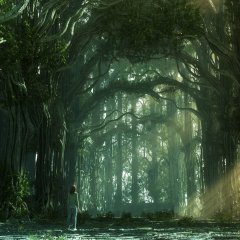 The sun light of  Forest