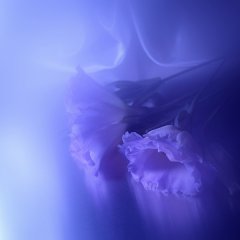 Resonance of the purple