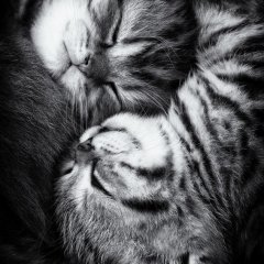 Yin and Yang