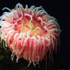 Sea Anemone