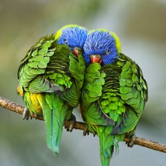 Lorikeets In Love