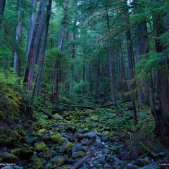 Hoh Rain Forest, Olympic National Park