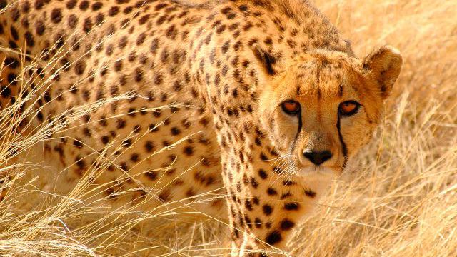 Wildlife