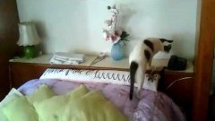 Cat Answers The Phone
