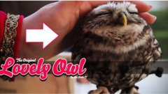 Lovely Owl