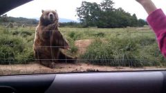 Bear Waves Back
