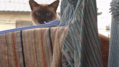 Cat Jump Fail