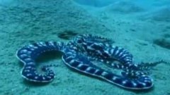 Explaining The Mimic Octopus