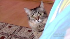 Cat Planning Something Evil