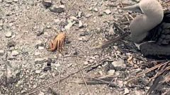 Crab Amputates Own Arm After Fighting Birds