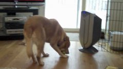 Yellow Lab Picks Up Three Tennis Balls At Once