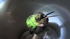 Snoring Hummingbird