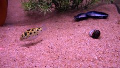 Puffer Fish Chases Laser