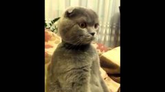 Cat Sits Up Watching Star Wars
