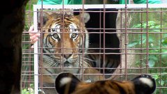 Great Cats React To Mirror At Big Cat Sanctuary