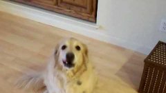 Golden Retriever Puts Away Dog Toys