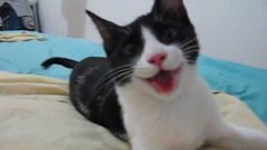 Species Confused Cat Acts Like Dog