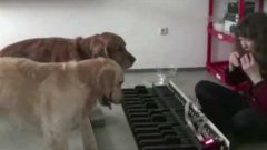 Dogs With Perfect Pitch Play Flea Waltz On Piano