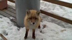 Eagle, Fox, And Cats Hanging Out On The Porch