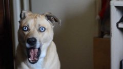 Dog Stares Into Your Soul