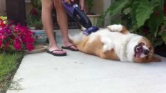 Vacuuming The Corgi