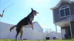 Double Dutch Jump Rope Dog