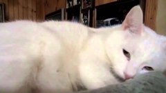 Ultimate Cat Tease