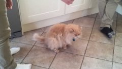 Ham Cat