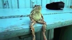 A Frog Sitting on a Bench Like a Human