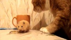 Greedy hamster