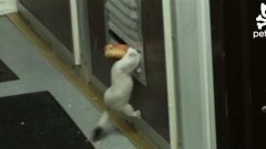 Ferret Can’t Fit It’s Food Through Narrow Hole