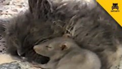 Mouse Cuddles With Kitten