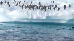 Penguin Fun in Antarctica