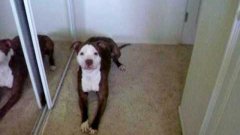 Pitbull hates baths