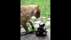 Lion tries to eat baby
