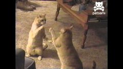 Cats Play Patty Cake