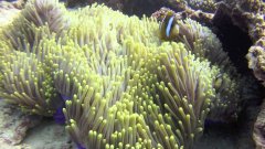Scuba Diving In Australia