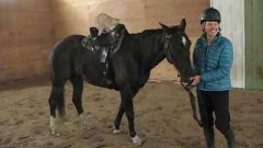 Cat Rides Horse