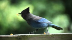 Bird Eating Peanuts as Atari Game