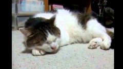 Kitty sings the blues