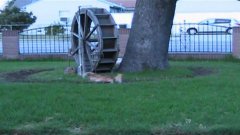 Energetic dogs play ring around the rosy