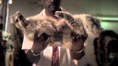 Cat-Toast science experiment