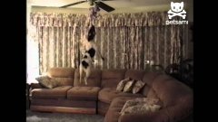 Athletic dog has hops