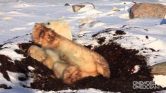 Laziest Polar Bear Ever