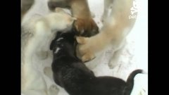 Starving puppies ride foodie-go-round