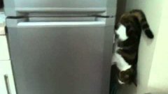 Cat walking down fridge